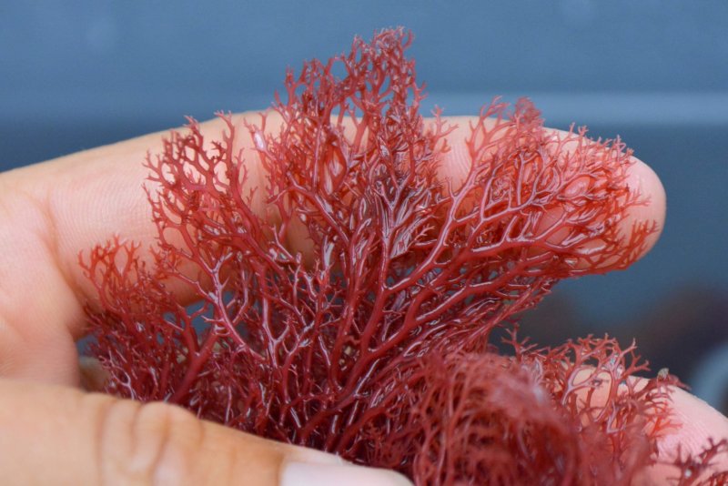Красные водоросли флоридеи