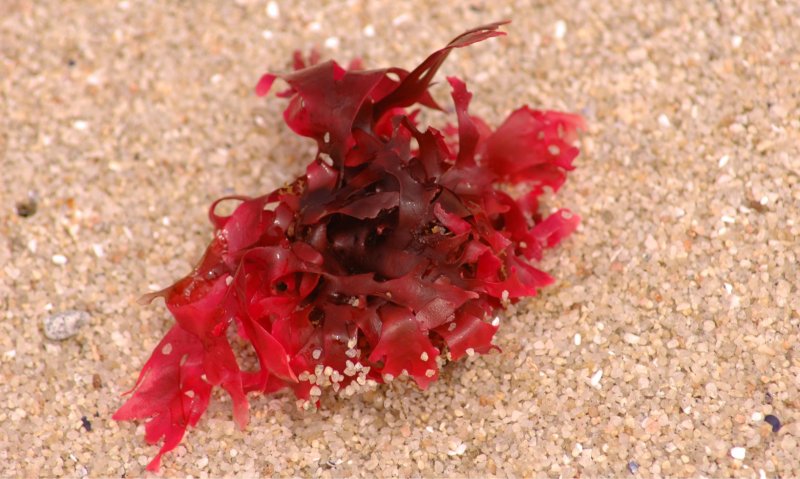 Красные морские водоросли порфира