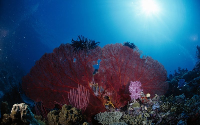 Шестилучевые коралловые полипы