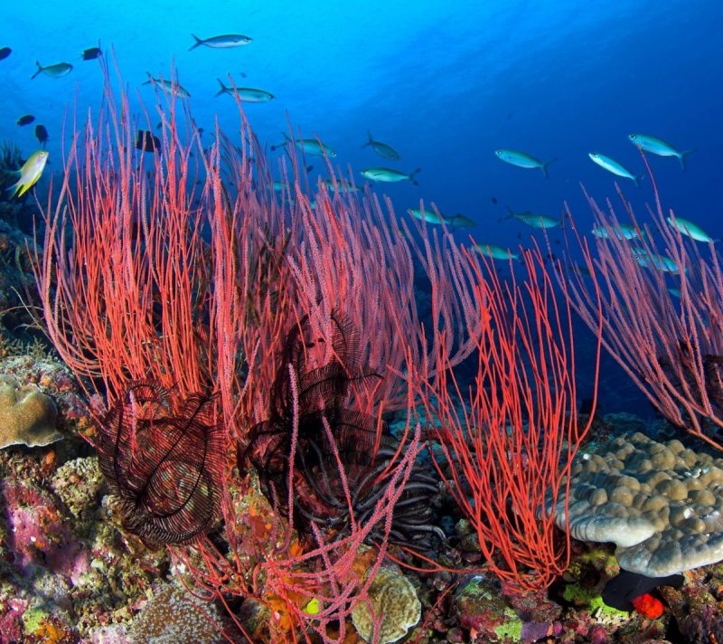 Кораллы бентос