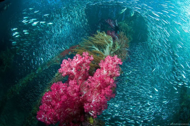 Самые красивые подводные растения