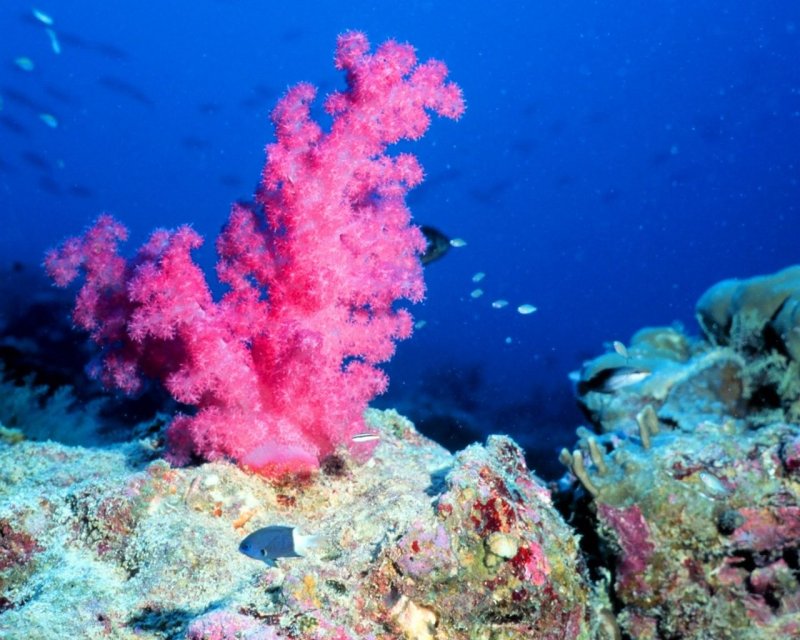 Коралловые рифы коралловые