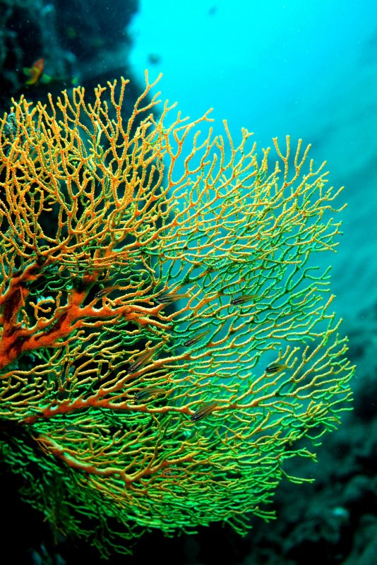 Коралловые полипы рифы