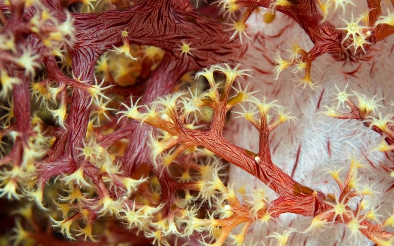 Красивые морские водоросли