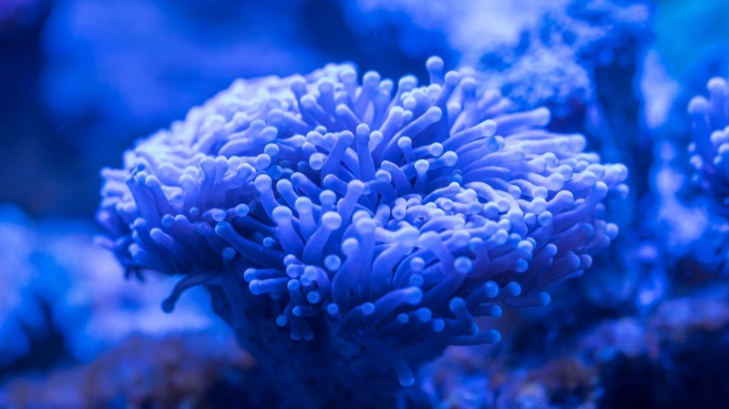 Коралловые полипы и водоросли