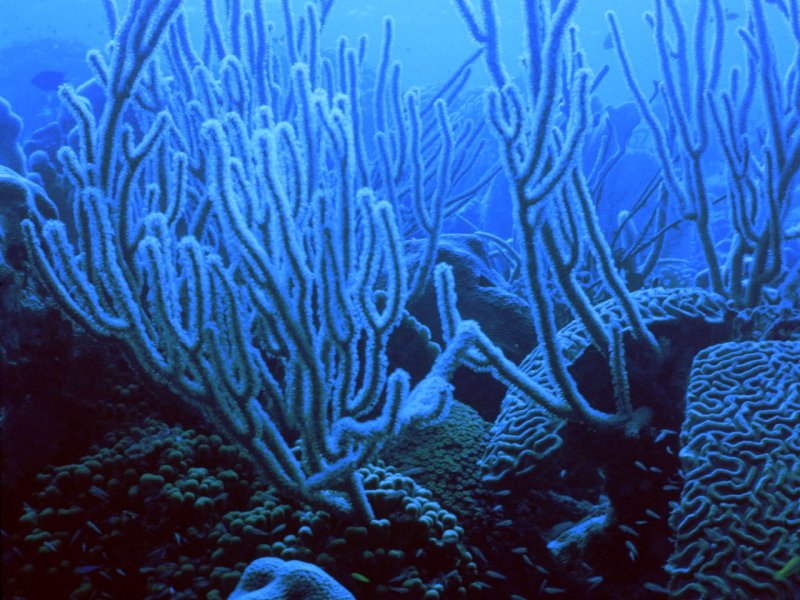 Среда обитания коралловых полипов