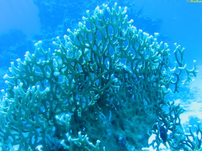 Голубые водоросли