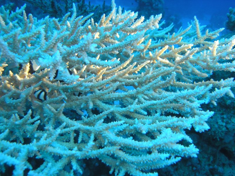 Колонии коралловых полипов