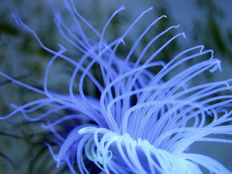 Анемоны морские синие