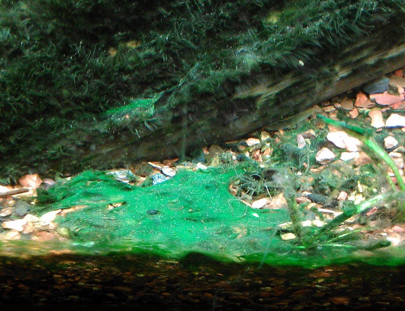Сине-зеленые водоросли цианобактерии в аквариуме