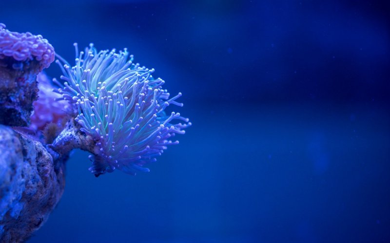 Коралловые полипы кораллы