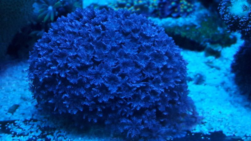 Симпозиум голубой коралл