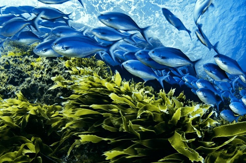 Морские водоросли и рыбы