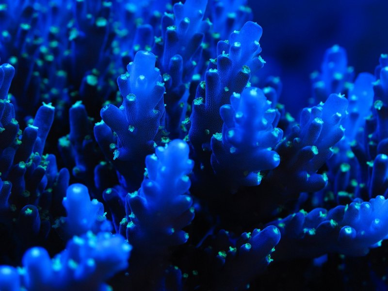 Коралловые полипы голубой коралл
