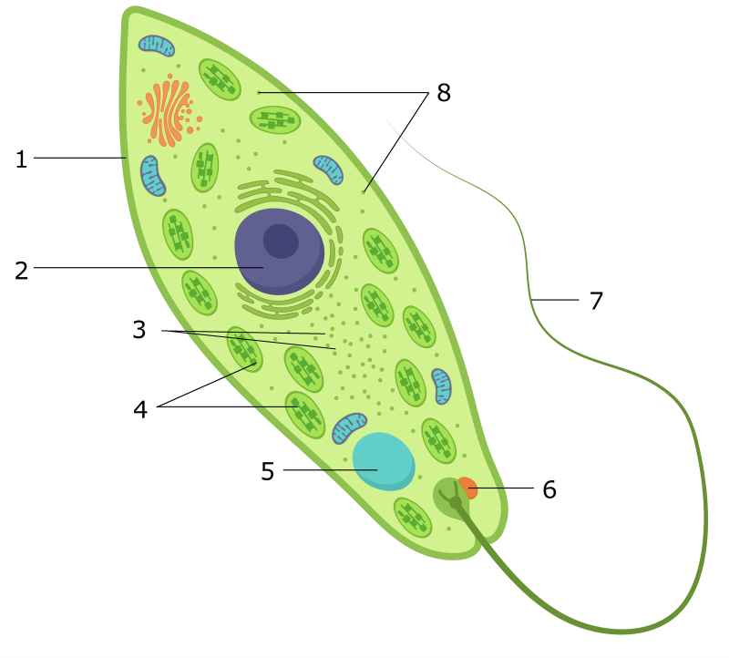 Строение клетки эвглены зеленой