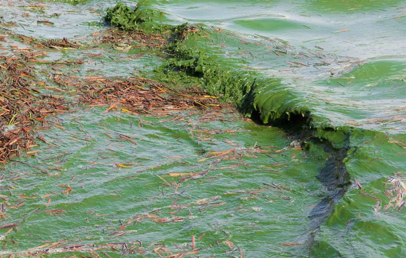 Синезеленые водоросли опасные