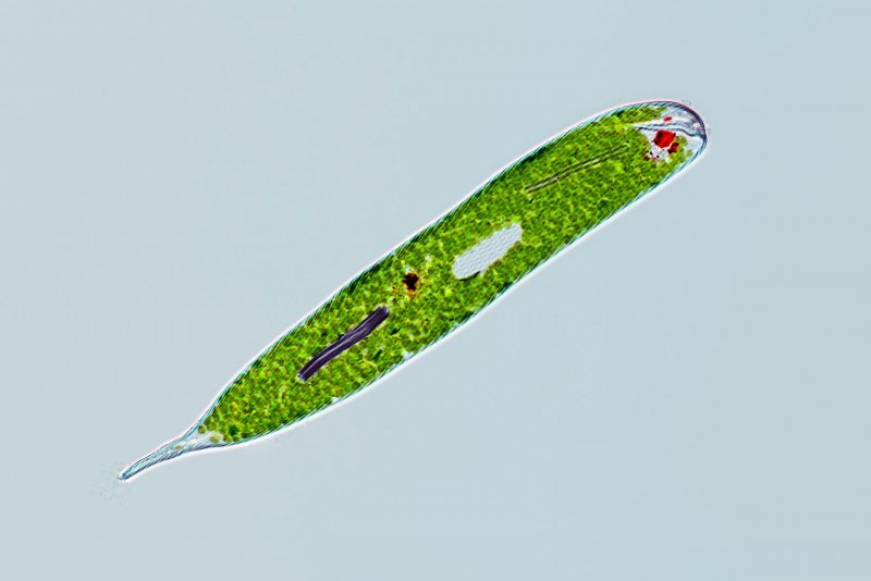 Одноклеточные водоросли эвглена зеленая