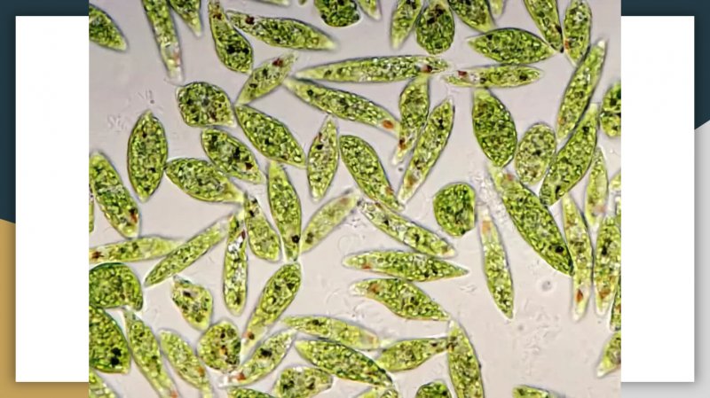Эвглена зеленая микроскоп