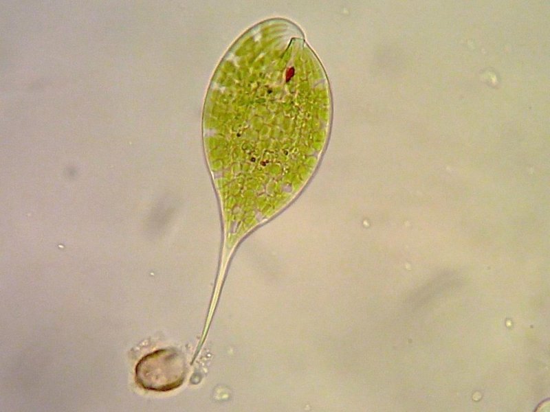 Euglena Phacus