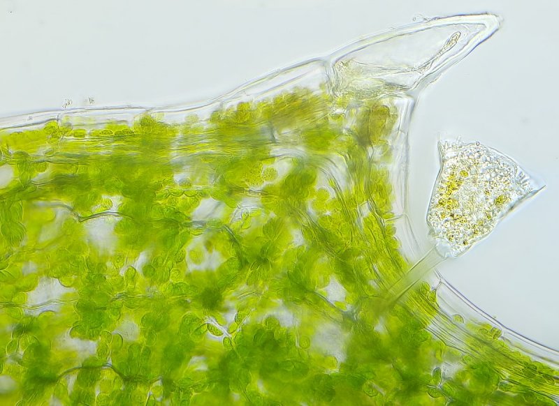 Диатомовые водоросли в природе