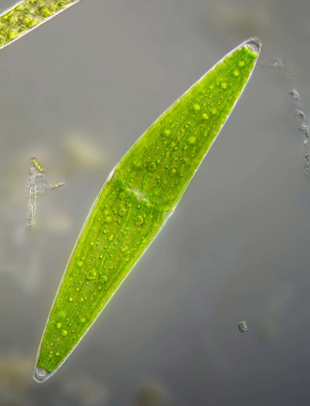 Зеленая водоросль клостериум