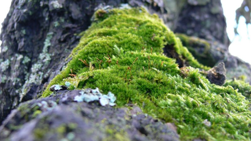 Эпифитный мох