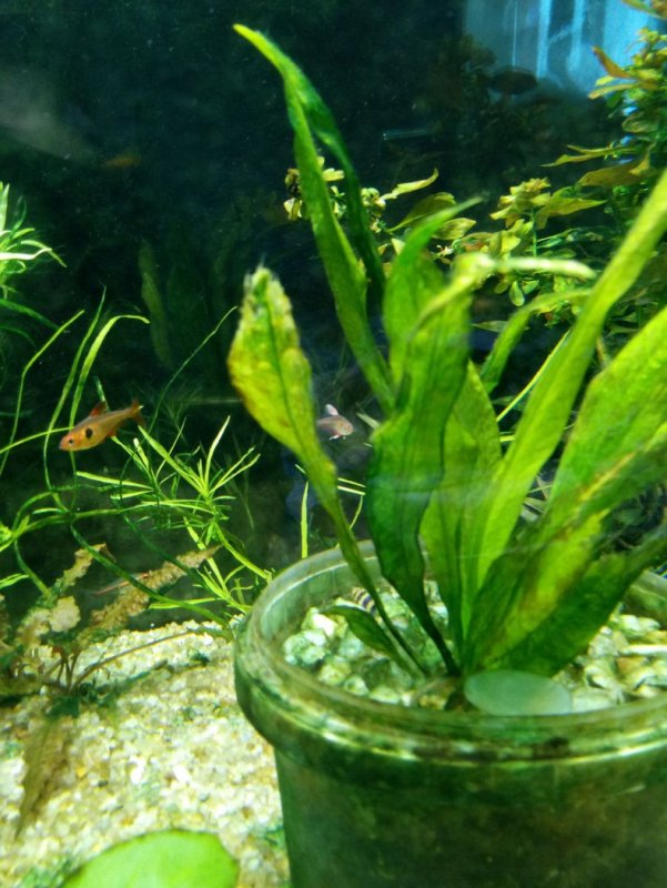 Самолус аквариумное растение