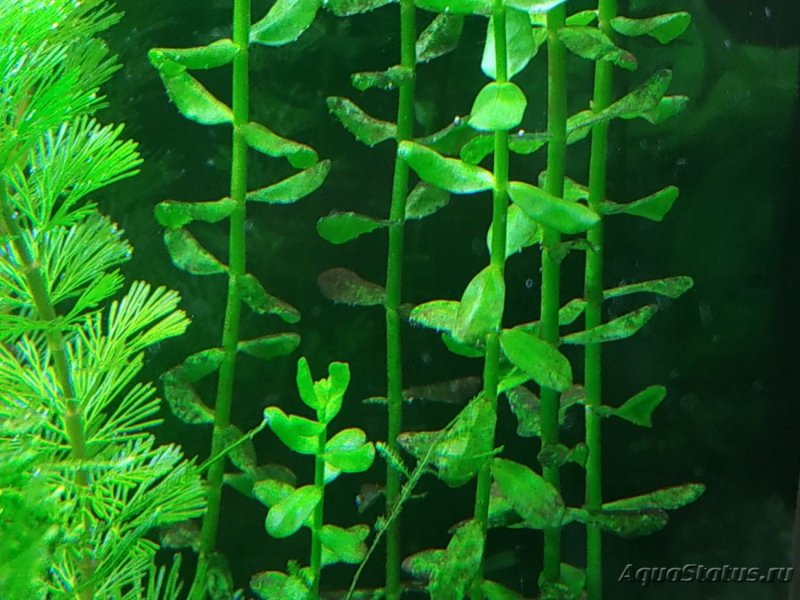 Ламинария аквариумная