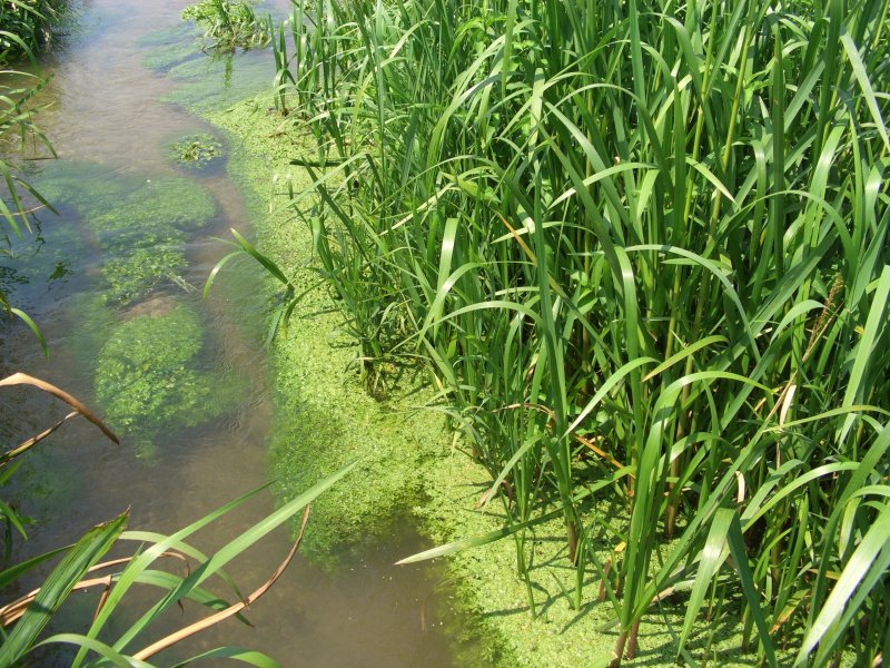 Зеленые водоросли пресных водоемов