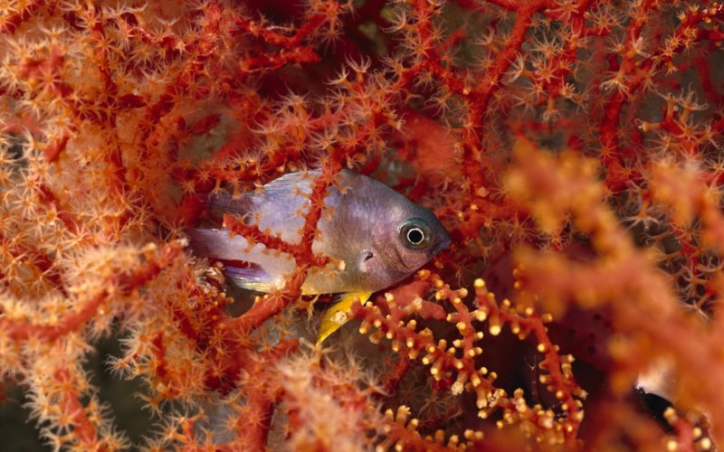 Обитатели кораллового моря