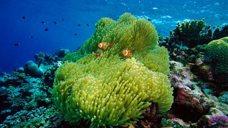 Коралл актиния рыбки