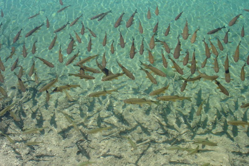 Движение рыб в воде