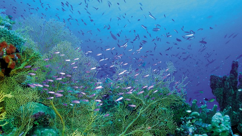 Средиземное море подводный мир