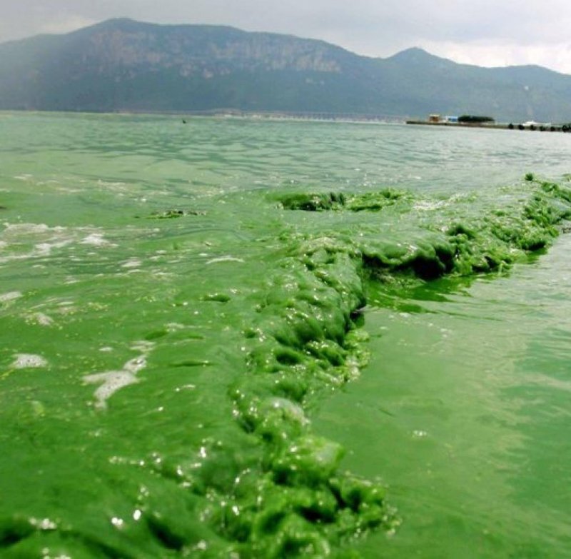 Бактериальное загрязнение мирового океана