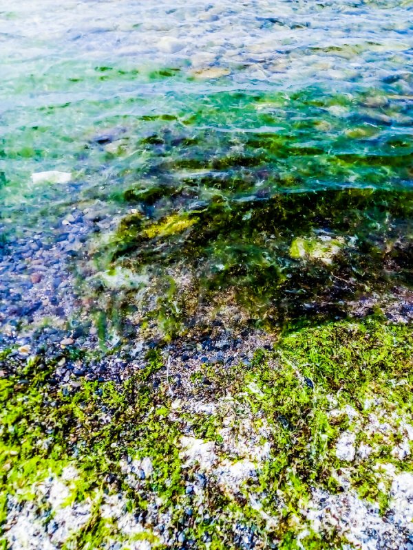 Анапа зеленые водоросли