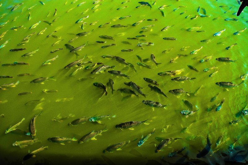 Сине-зеленые водоросли и рыбы