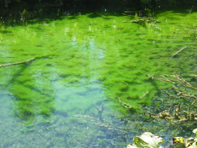 Цианобактерии в озере