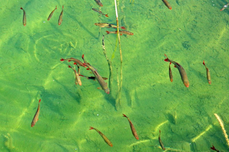 Нитчатые водоросли в пруду