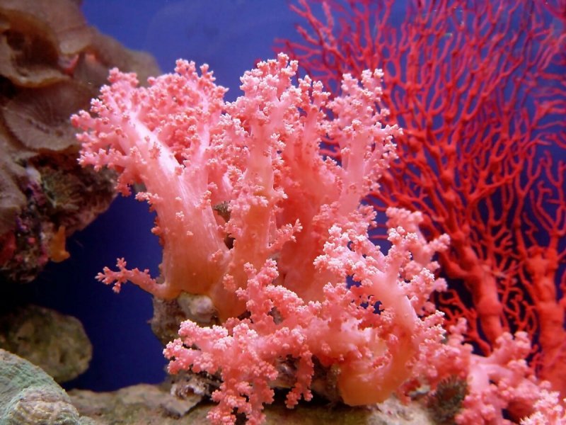 Кораллы полипы Кишечнополостные