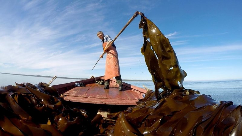 Добыча морских водорослей на Соловках