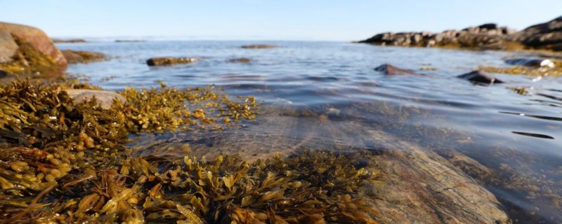 Фукусовые водоросли в белом море