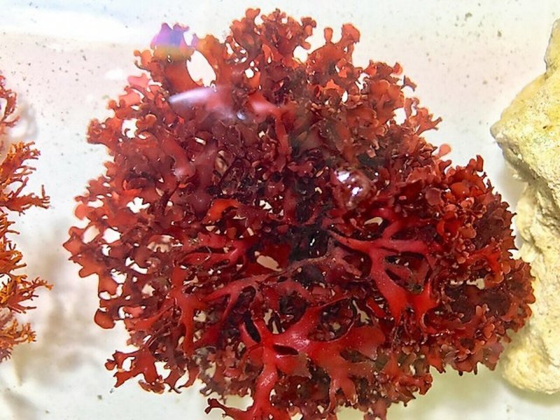 Красные водоросли Филлофора