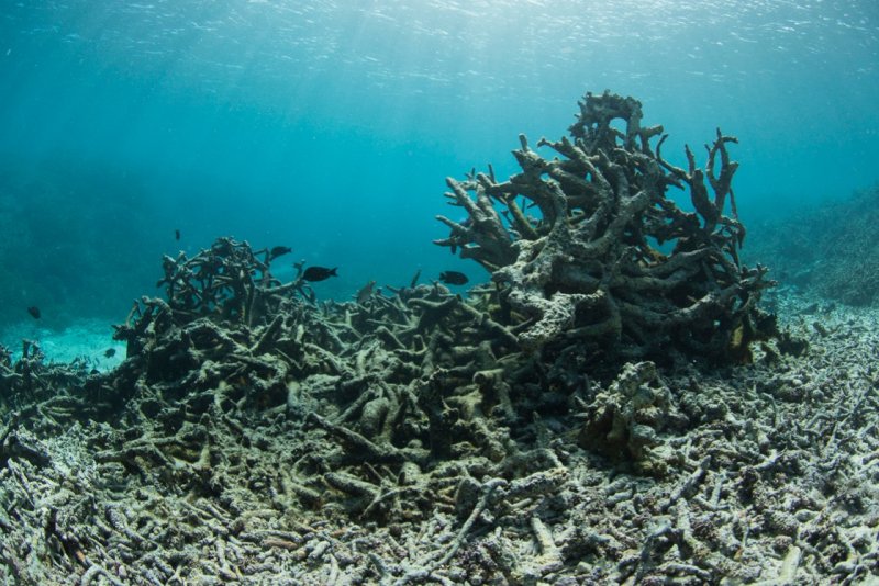 Мёртвые кораллы барьерного рифа