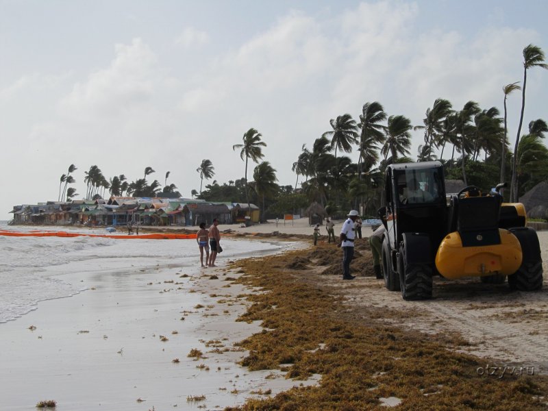 Пунта Кана водоросли на пляже