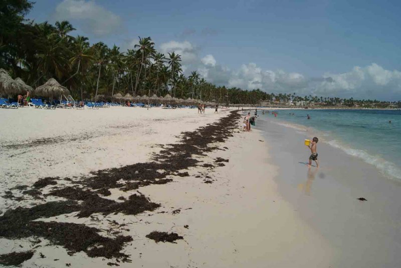 Доминиканы пляж Пунта Кана водоросли
