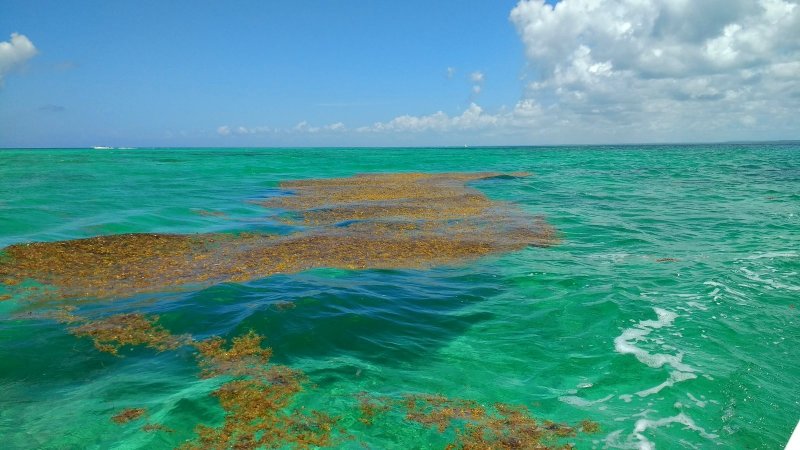 Цветение океана в Доминикане