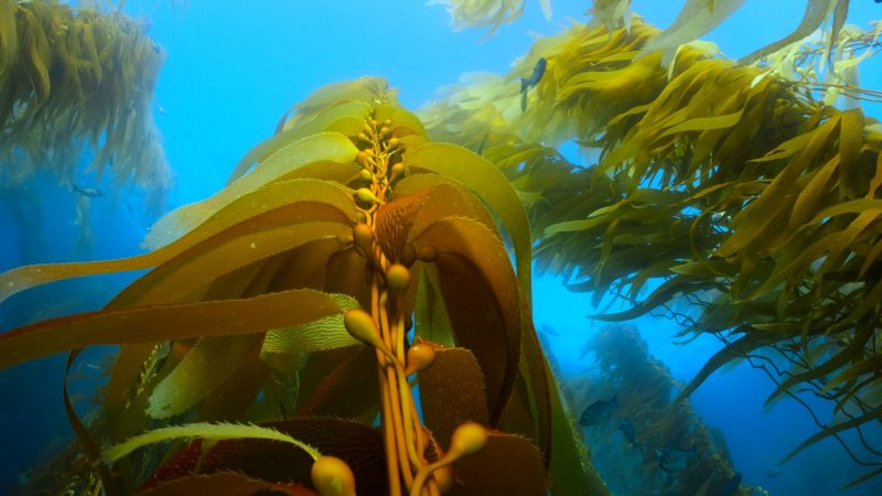 Пленка из морских водорослей