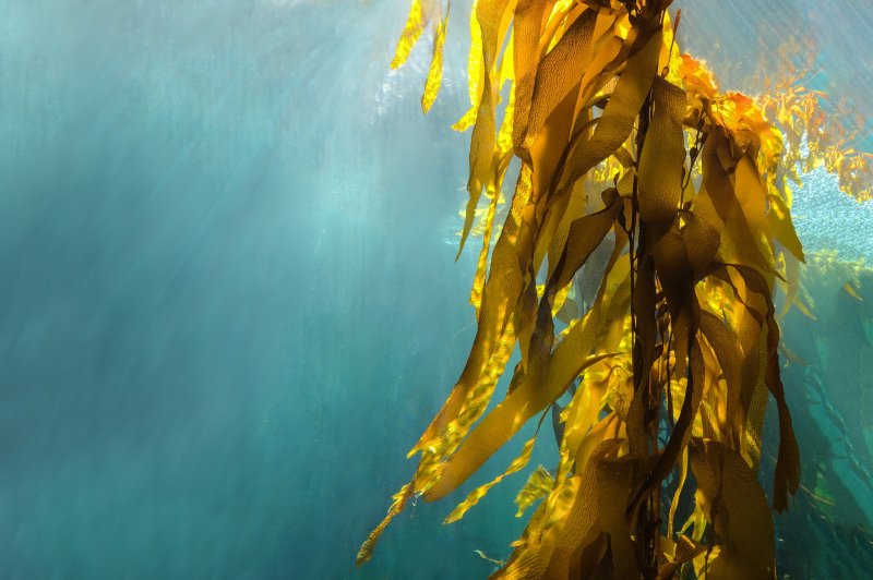 Золотые водоросли