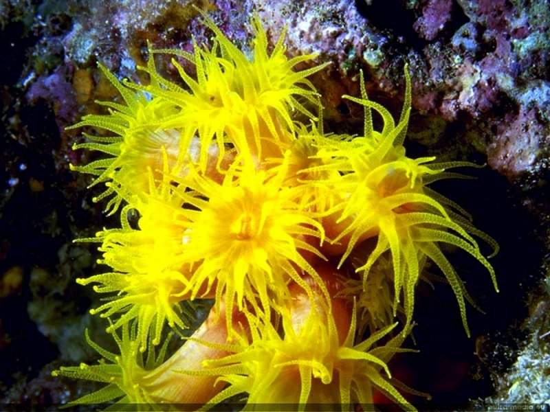 Кишечнополостные коралловые актинии