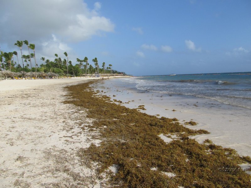 Доминиканы пляж Пунта Кана водоросли
